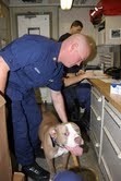 Dog of the District Competition