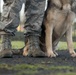 MWD Dan retires after 9 years in USAF