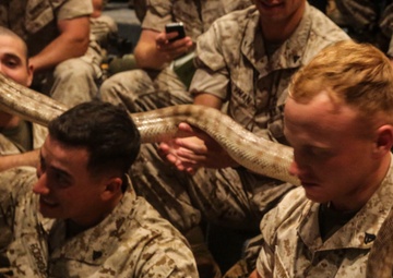 Marines get a handle on Australian wildlife