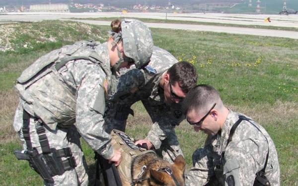 Military K-9s experience medevac training at Camp Bondsteel