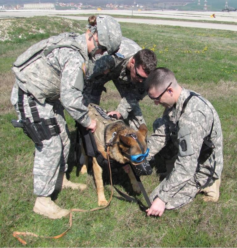 Harnessing up the military working dog