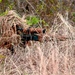 Troopers battle to become snipers