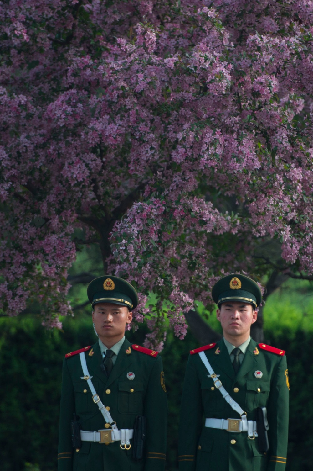 Blooming trees at the Great Hall of the People