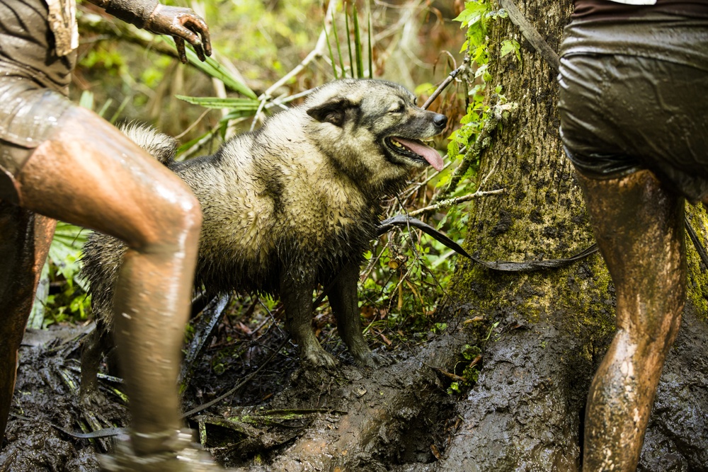 Mud, Sweat and Tears: Runners temper their mettle during MARSOC Mud Run