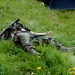 Simulated fatality