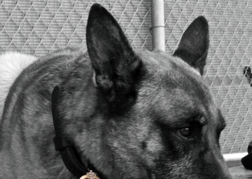 K-911: nothing more vital to battlefield survival