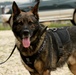 Kajo the MWD