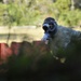 2013 Valiant Eagle Cover and Concealment Course