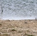 Piping Plovers at Lake Sakakawea