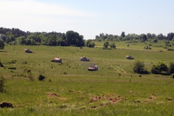 Training with 14 other nations, Fort Hood’s 1st Brigade, 1st Cavalry Division learns cultural diversity and sharpens Army skills