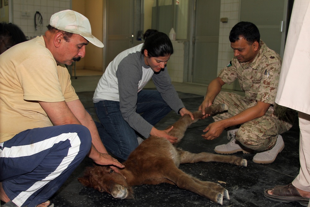 US Army veterinarians work with K'S PATH to addess cat crisis