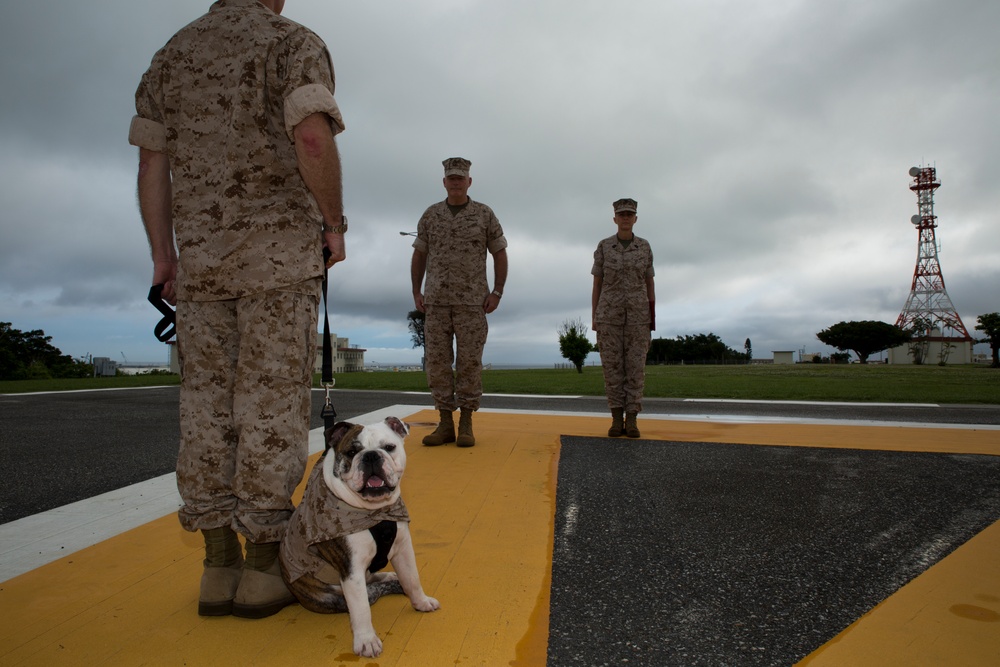 3rd MLG promotes bulldog ‘Nellie’