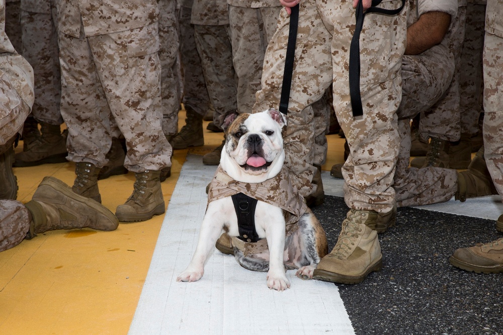 3rd MLG promotes bulldog ‘Nellie’