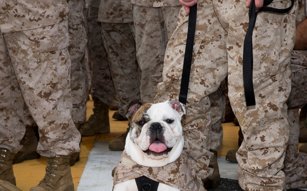 3rd MLG promotes bulldog ‘Nellie’