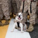 3rd MLG promotes bulldog ‘Nellie’