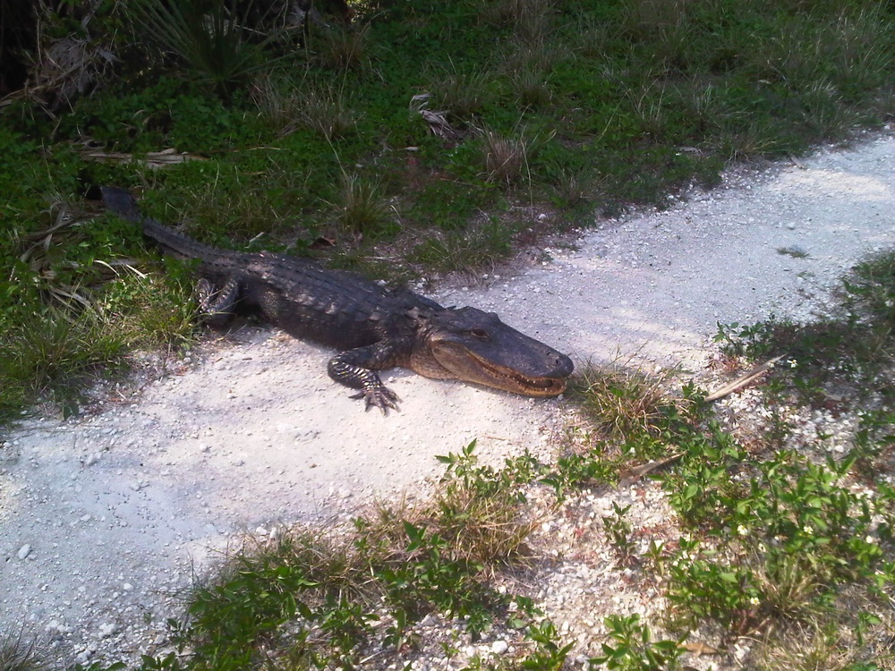 Gator awaits land surveyors from US Army Corps of Engineers