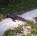 Gator awaits land surveyors from US Army Corps of Engineers