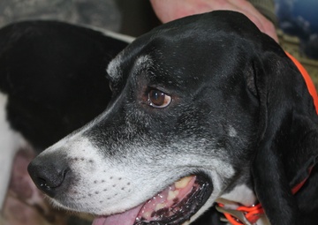 Medical units team up with local organization to bring pets to deployed service members