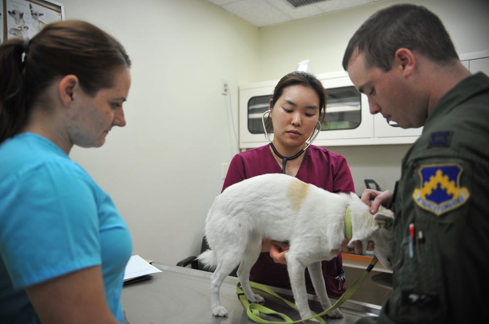 106th MD keeps furry friends fit to frolic