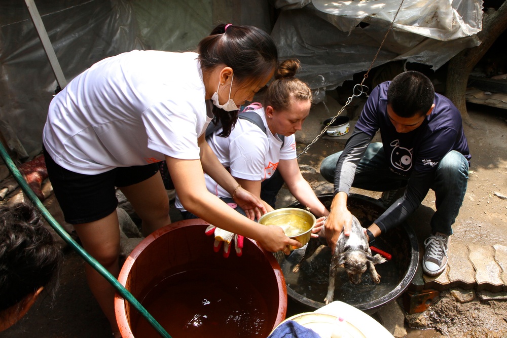 Soldiers give affection and attention to abandoned animals