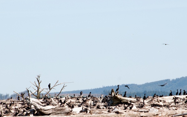 Double-crested cormorants on East Sand Island