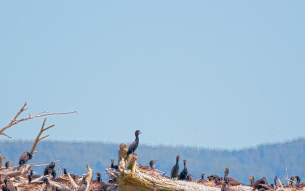 Double-crested cormorants on East Sand Island