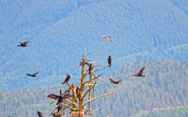 Double-crested cormorants on East Sand Island
