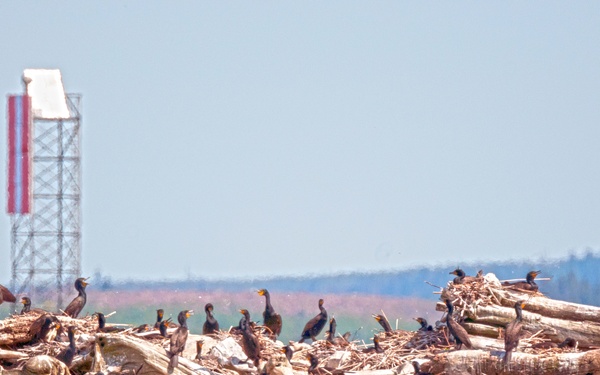 Double-crested cormorants on East Sand Island