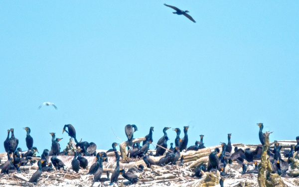 Double-crested cormorants on East Sand Island