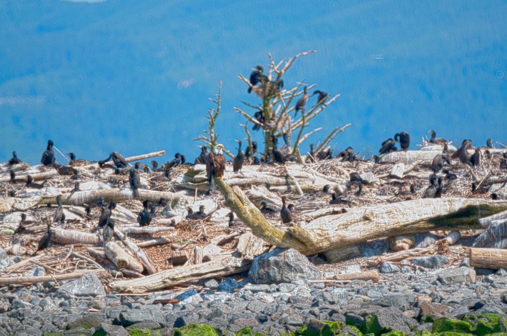 Double-crested cormorants on East Sand Island