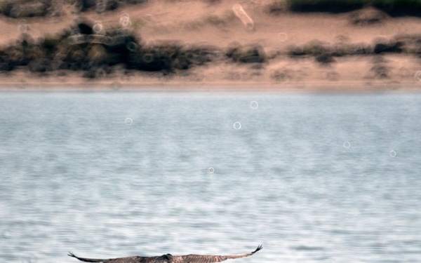 Double-crested cormorants on East Sand Island