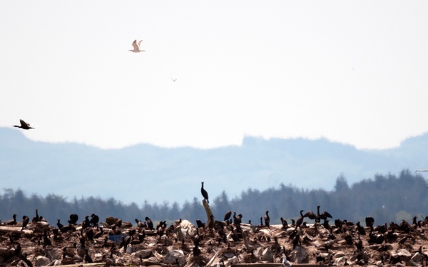 Double-crested cormorants on East Sand Island