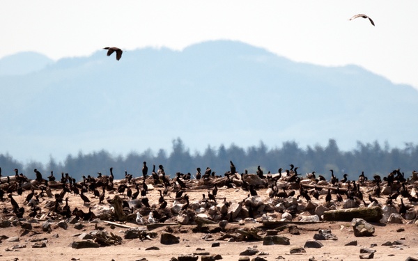 Double-crested cormorants on East Sand Island