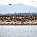 Double-crested cormorants on East Sand Island