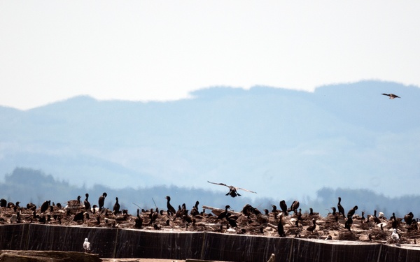 Double-crested cormorants on East Sand Island