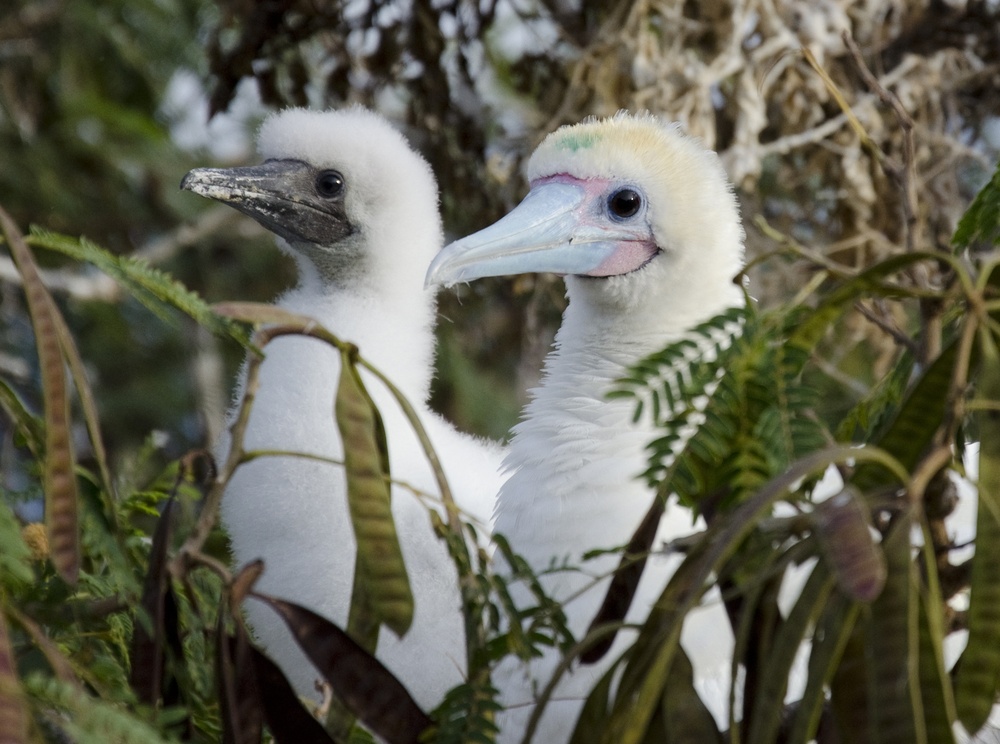 For the birds: Researchers, MCB Hawaii Environmental staff tag, study red-footed booby birds