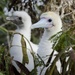 For the birds: Researchers, MCB Hawaii Environmental staff tag, study red-footed booby birds