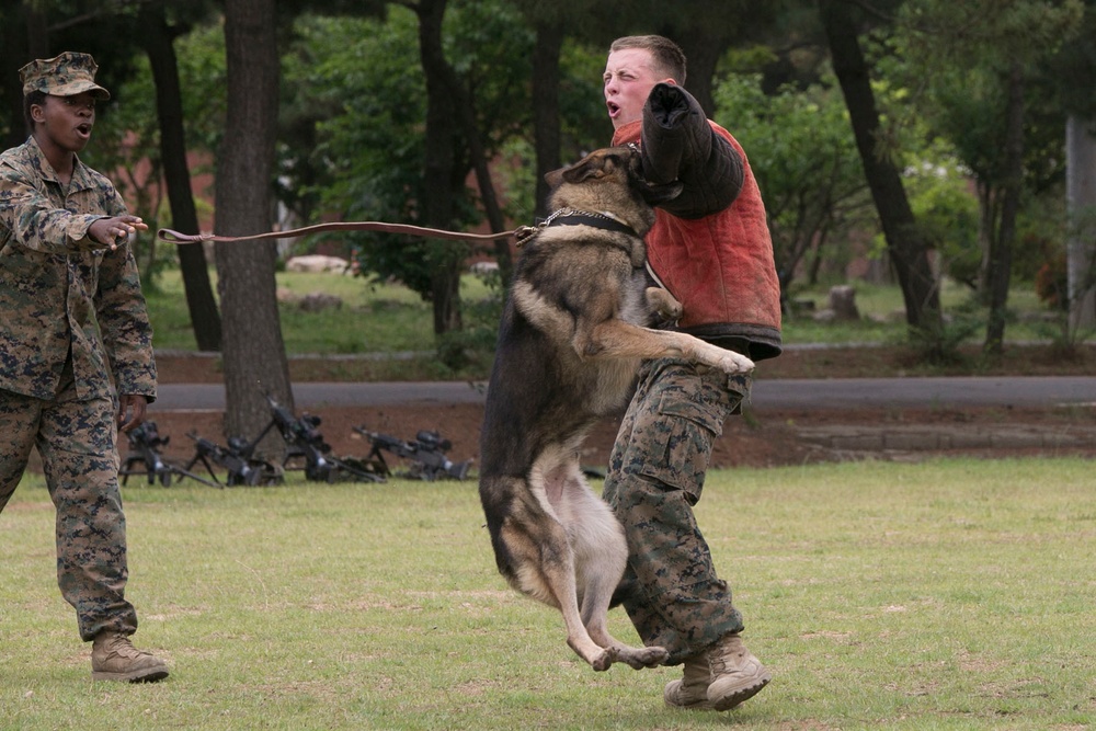 US Marines demonstrate working dog capabilities for ROK counterparts