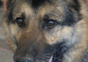 MWD retires, meets former handler