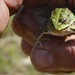 Water frog found on tank training range on Grafenwoehr Training Area