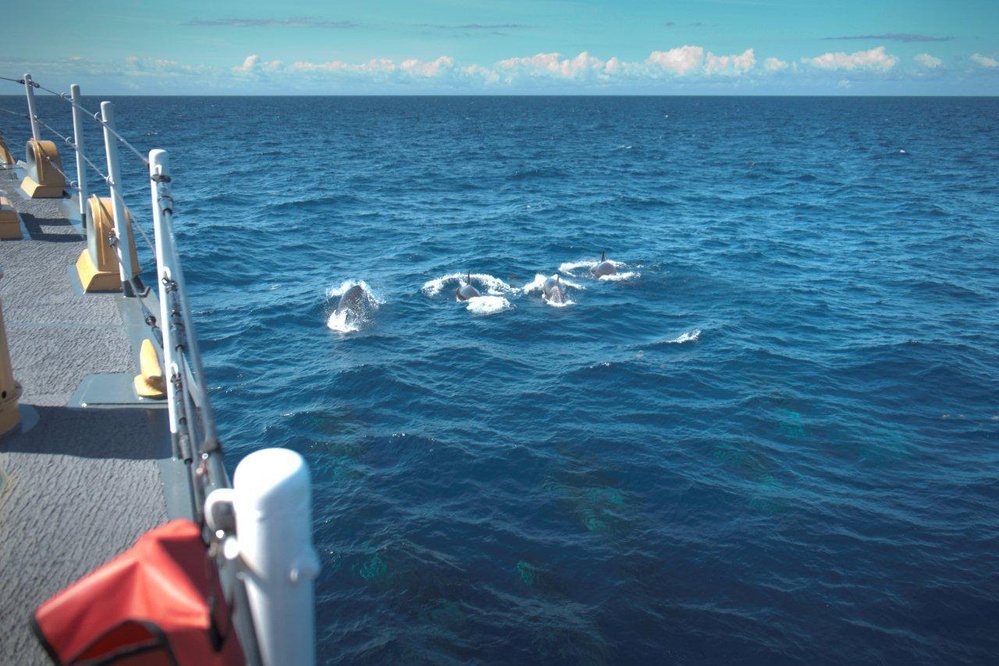 Coast Guard Cutter Campbell spots orcas on patrol