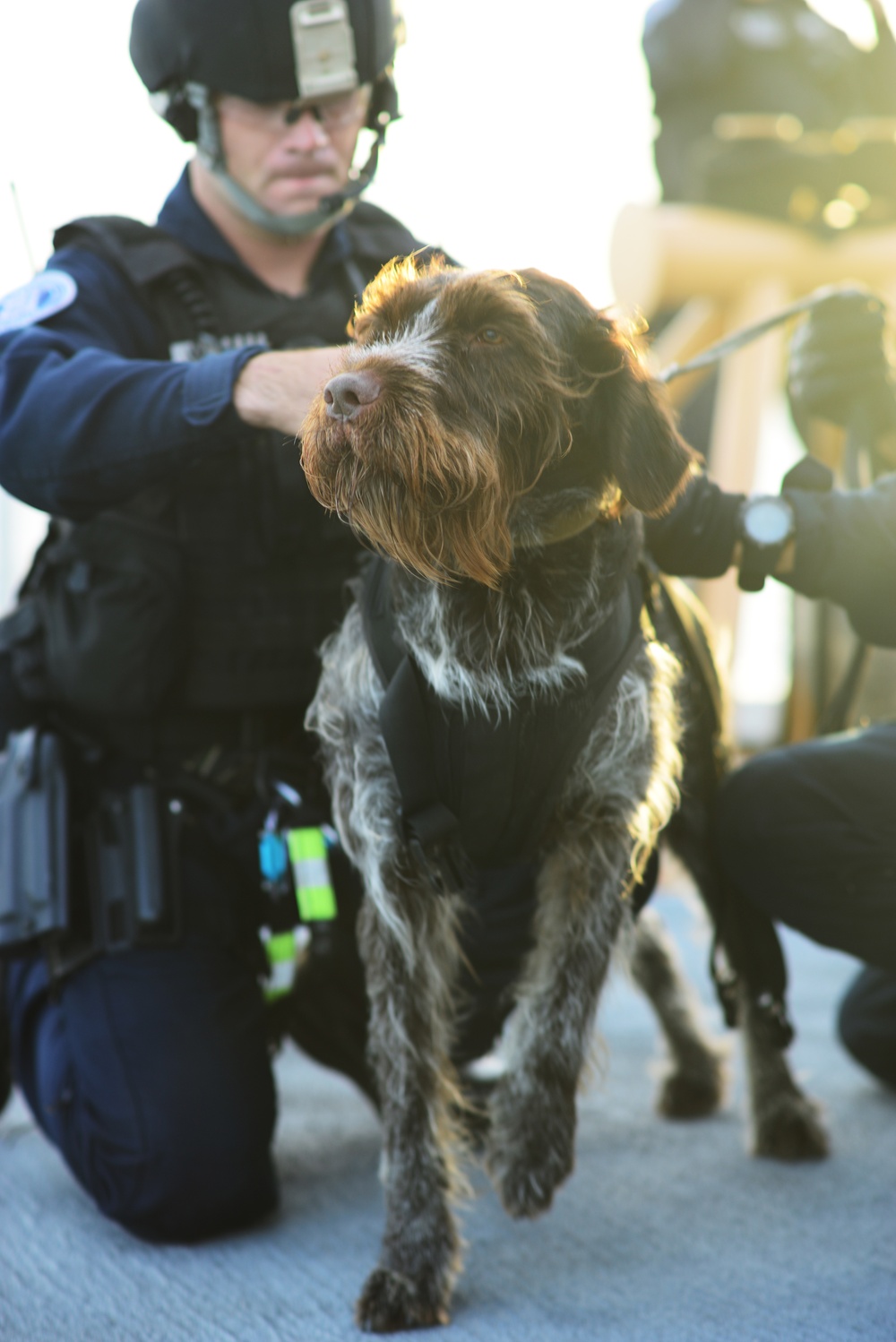 An explosive detection K-9 gets harness secured for helicopter hoisting operations