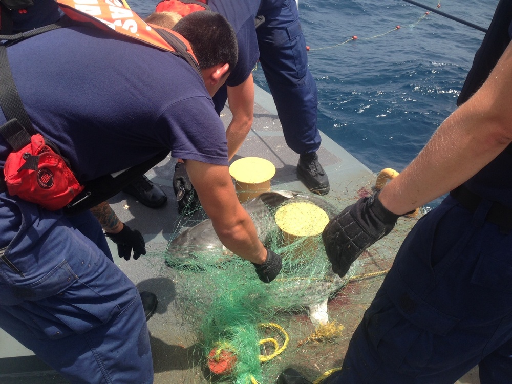 Dead sharks found in illegal gill net near Mexico maritime border
