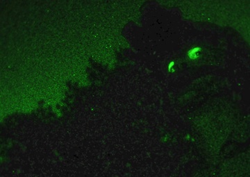 Air National Guard TACP &amp; Rescue Squadron train together