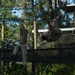 Marine recruits face Confidence Course challenges on Parris Island