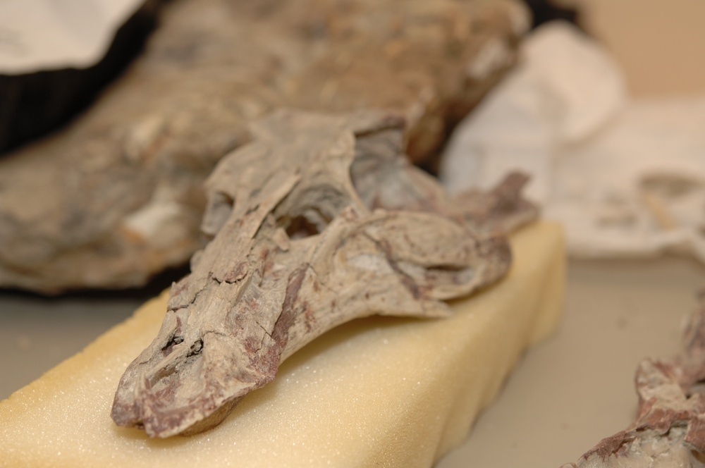 Skull of Gallimimus bullatus