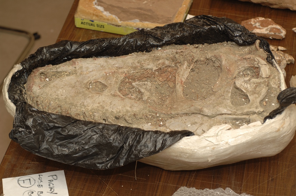 Skull of Tarbosaurus baatar