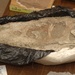 Skull of Tarbosaurus baatar