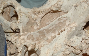 Skull of Tarchia
