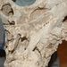 Skull of Tarchia